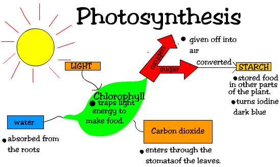 fotosintesis