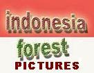 indonesia forest pictures