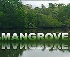 MANGROVE